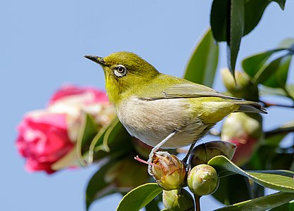 Warbling white-eye, by Laitche