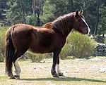 Cheval Hispano-Bretón à Ávila, dans la Sierra de Gredos, communauté autonome de Castille-et-León en Espagne.