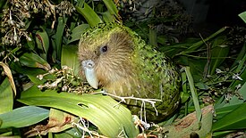 Kakapo (Strigops habroptila)