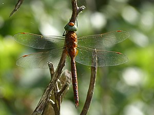 21. Platz: Rudolf Held Neu! mit Keilfleck-Mosaikjungfer (Aeshna isoceles) im NSG Wormser Ried