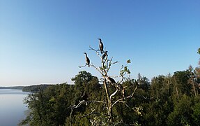 A flock of cormorants perched on a tree near the lake