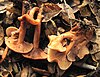 About a dozen brownish-red mushrooms growing in leaf litter, some have been pulled out to show the gills on the underside of the cap.