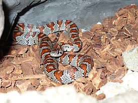 Lampropeltis mexicana