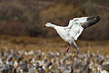 Snow goose landing