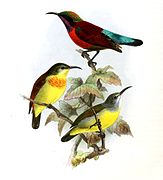 illustration of three sunbirds