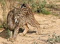 伊比利亞猞猁，歐洲最瀕危的哺乳動物