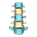 Shape of lumbar vertebrae (shown in blue and yellow). Animation.