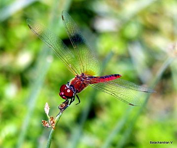 Macrodiplax cora male