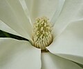 Magnolia x thompsoniana ‘Cairn Croft’ flower detail