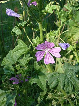 Kiiltomalva (Malva sylvestris)