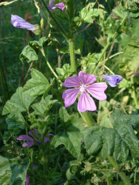 Malva sylvestris