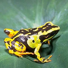 Description de l'image Mantella madagascariensis01.jpg.