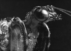 Mantis Fly, a black-and-white film macrophotograph of a live mantisfly found in the Santa Rita Mountains of Arizona in August 1963, by Ron Sterling