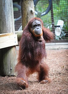 Mari, a pure Sumatran orangutan, at the Center for Great Apes