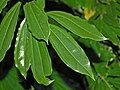 Leaves of Pachygone laurifolia