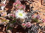 Namaqualand, Sydafrika