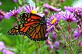 Danaus plexippus on Asterales