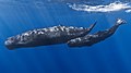 Image 7The sperm whale is the largest toothed animal on Earth. The species was hunted extensively by humans throughout history, until protected by a worldwide moratorium on whaling starting in 1985–86.