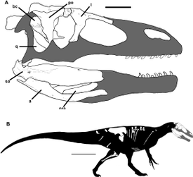 Диаграмма с черепом и скелетом Murusraptor