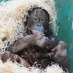 Femia e cría de orangután de Borneo no zoo Bojnice.