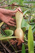 Nepenthes clipeata found in the Mount Kelam area.