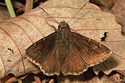 Adult, dorsal view.