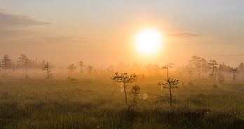 Nascer do sol em Kõnnu Suursoo na reserva natural Põhja-Kõrvemaa em Harjumaa, Estônia. (definição 2 112 × 1 119)