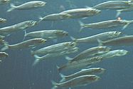 These schooling Pacific sardines are forage fish.