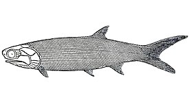 Palaeoniscus freieslebeni