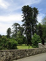 Sequoia sempervirens dans le parc du château.