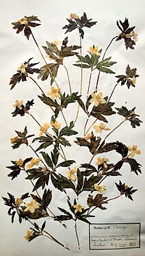 Herbier Corroy (1893-1895), Muséum d'Angers