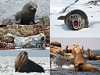 Collage of five pinniped species