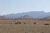 A pronghorn herd standing in front of the Magdalena Mountains.