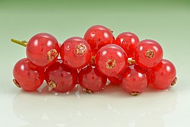 Redcurrant (Ribes rubrum) fruits