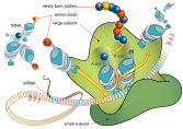 A ribosome translates mRNA into the encoded protein