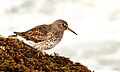 Rock Sandpiper - Humboldt County, California