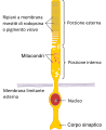 Schema di un bastoncello (in italiano)