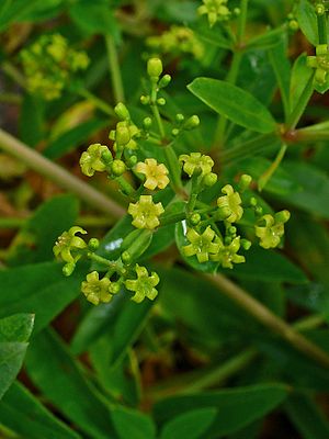 꼭두서니(Rubia tinctorum)