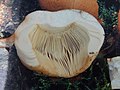 Russula foetens