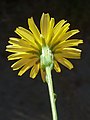 Sonchus tenerrimus