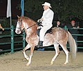 Sabino Pinto Horse color coat pattern on a Puerto Rican Paso Fino Mare