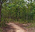 Sal forests in Hura, Purulia, West Bengal, India