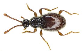 Scydmaenus tarsatus