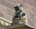 Jeune langur sur une corniche du palais