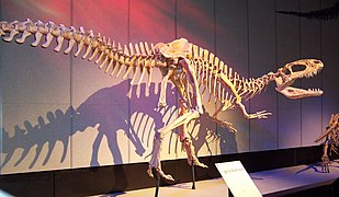 Sinraptor dongi on display