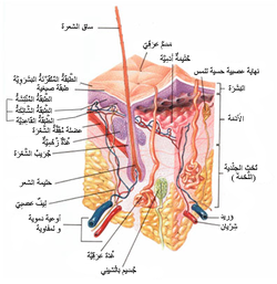 طبقات الجلد