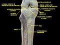 الغشاء بين العظمين موضّح بالتشريح ، ومؤشر عليه بالإنجليزية:Interosseous membrane.