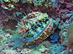 Un spondyle variable (Spondylus varius)