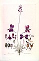 Stylidium violaceum