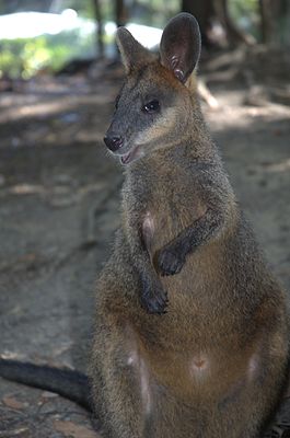 Болотный валлаби (Wallabia bicolor)